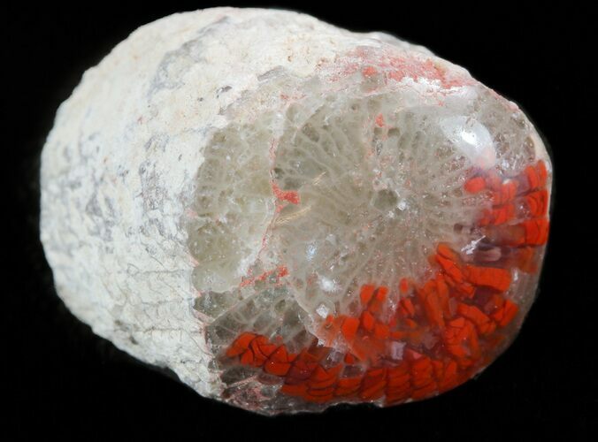 Pennsylvanian Aged Red Agatized Horn Coral - Utah #46739